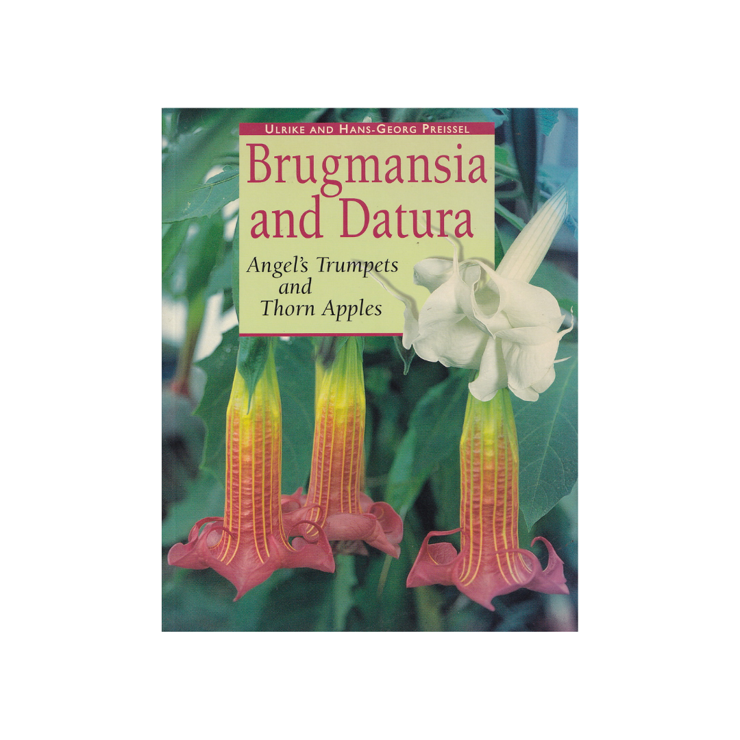 Brugmansia and Datura. Angel’s Trumpets and Thorn Apples.