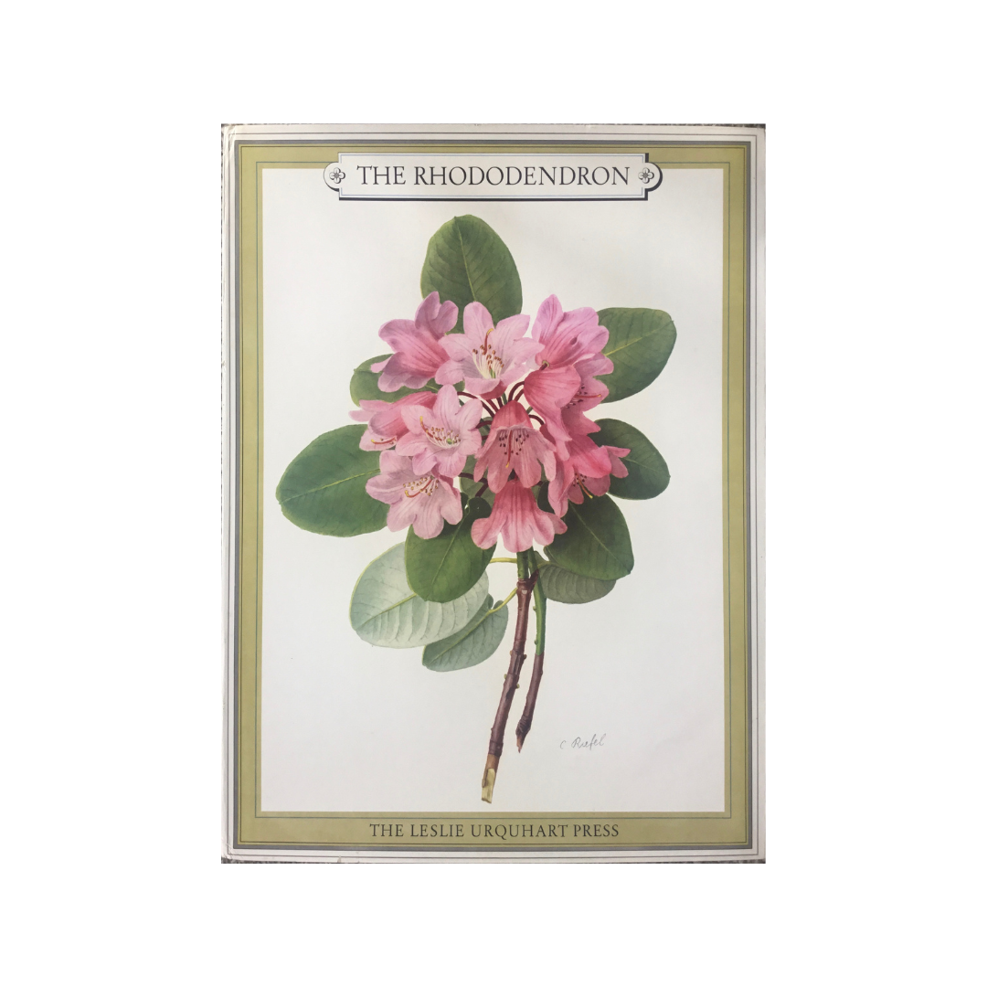The Rhododendron.