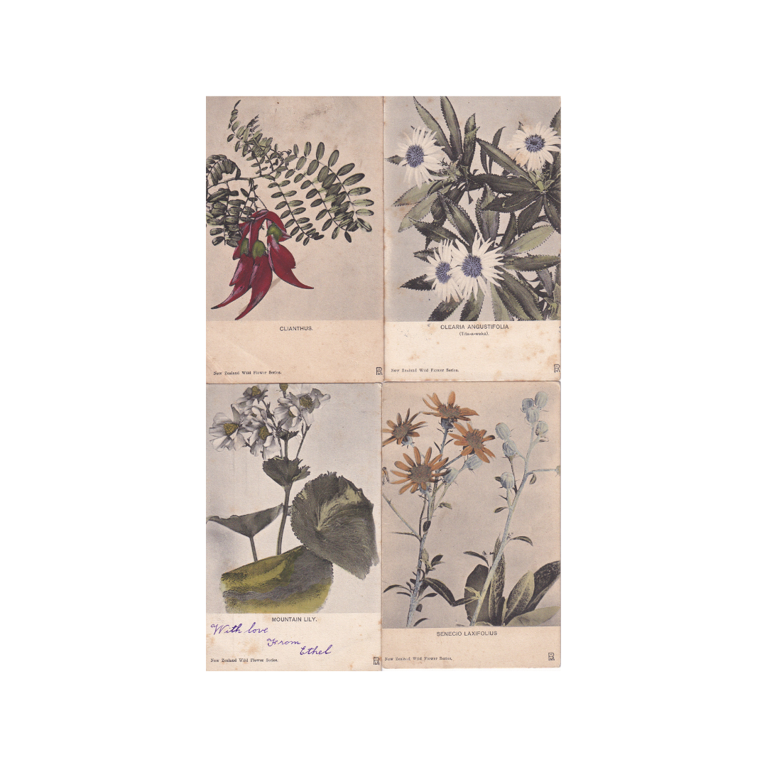Vintage Postcards. New Zealand Native Flowers X4. Group C.