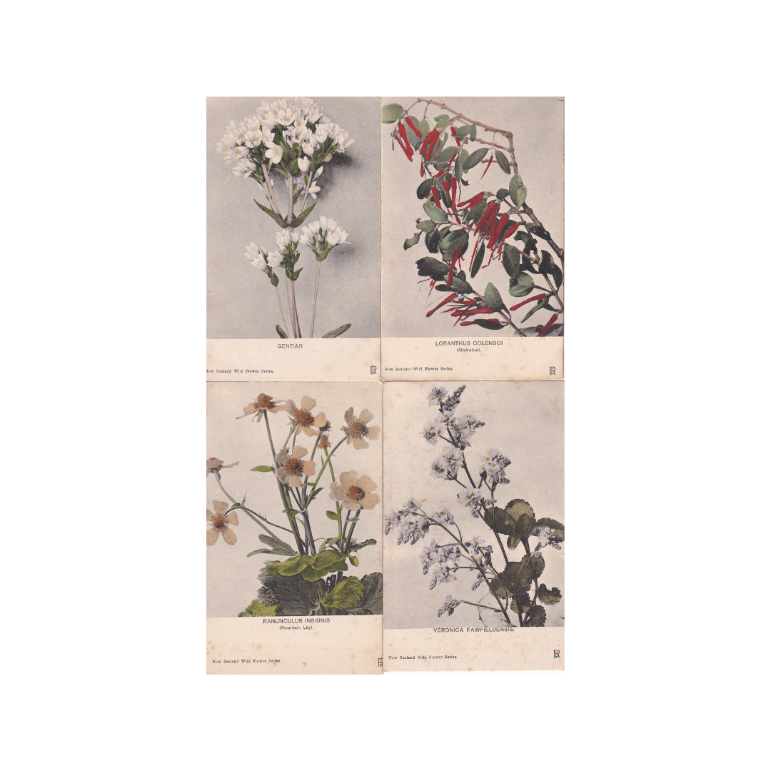 Vintage Postcards. New Zealand Native Flowers X4. Group B.