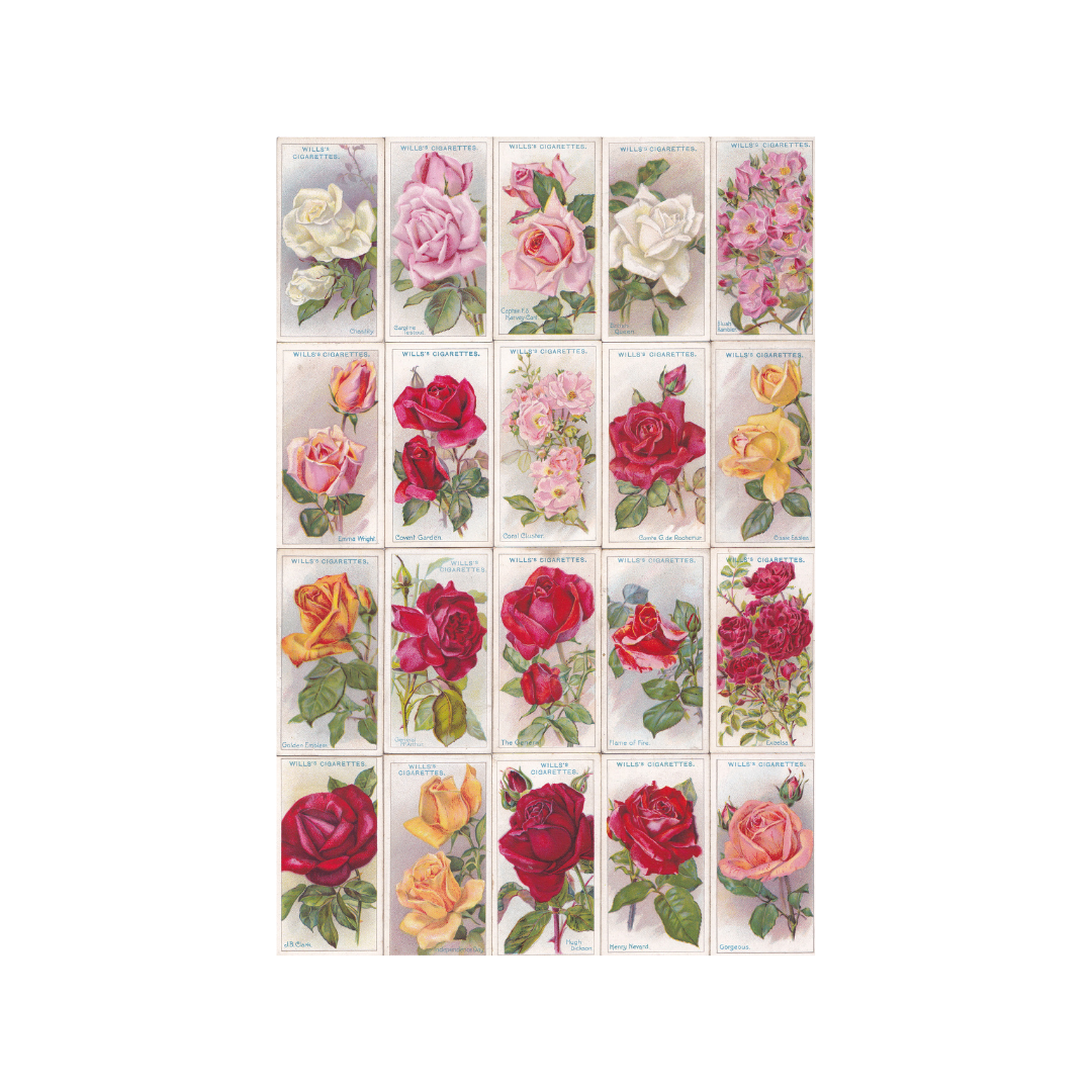 ROSES. Cigarette Cards. Wills 1926.
