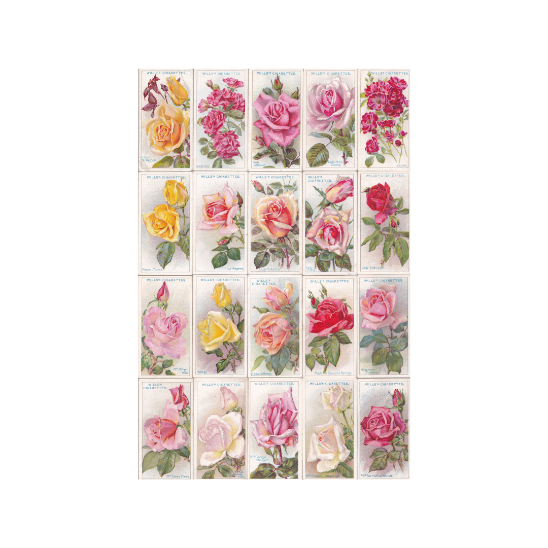ROSES. Cigarette Cards. Wills 1926.