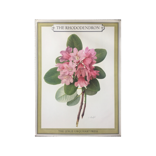 The Rhododendron.