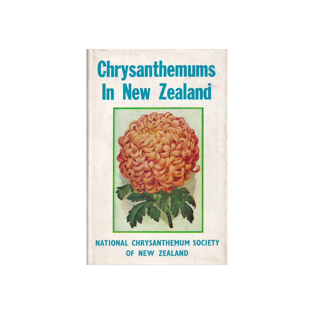 Chrysanthemums in New Zealand.